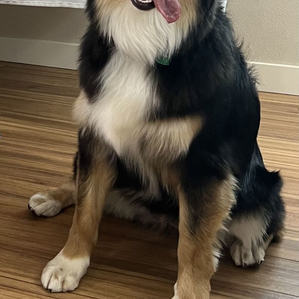 Meet your Posher, Laika